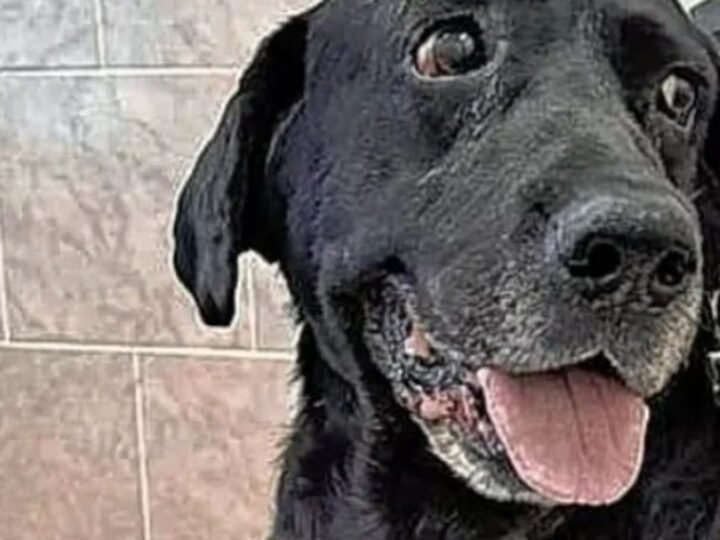 Fallo inédito en Entre Ríos: A la cárcel por agredir a un perro en la calle