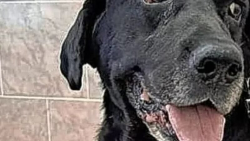Fallo inédito en Entre Ríos: A la cárcel por agredir a un perro en la calle