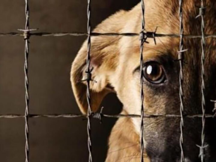 Nueva Ley en CABA: multas de hasta 8 millones por maltratar mascotas