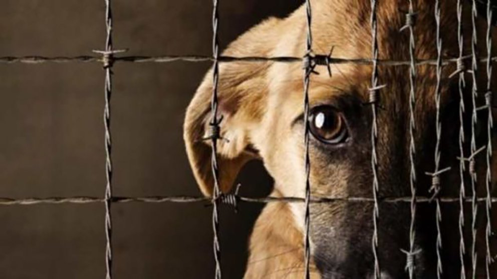 Nueva Ley en CABA: multas de hasta 8 millones por maltratar mascotas