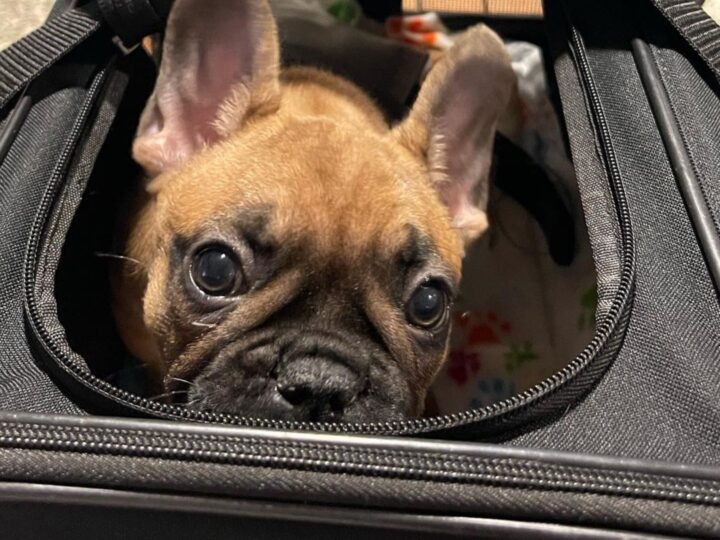 De vacaciones en micro o en tren, con tu mascota