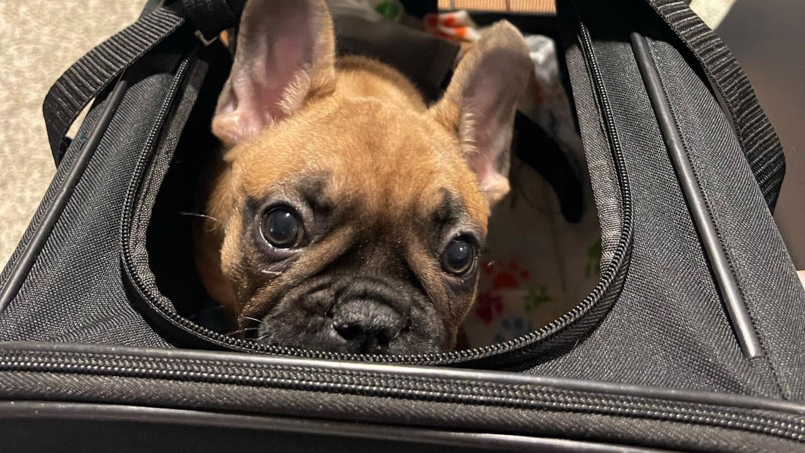 De vacaciones en micro o en tren, con tu mascota