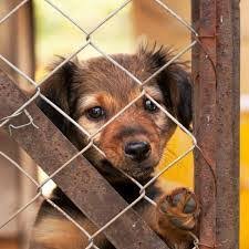 Marcha nacional contra el maltrato animal