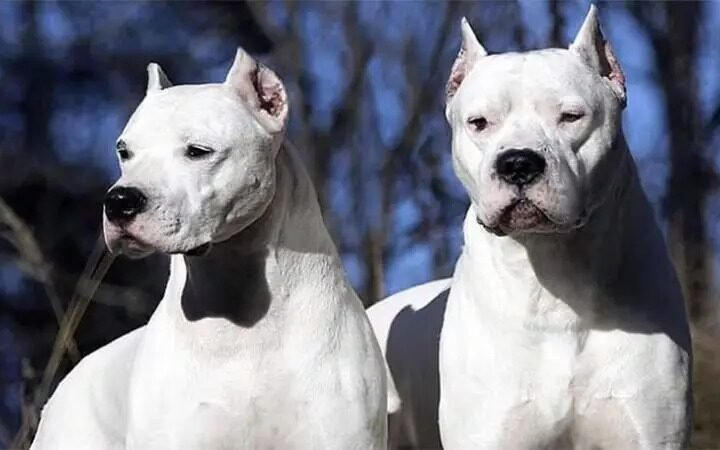 Fallo histórico: sus perros mataron y él ahora va a la cárcel