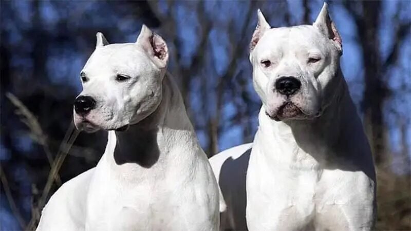 Fallo histórico: sus perros mataron y él ahora va a la cárcel
