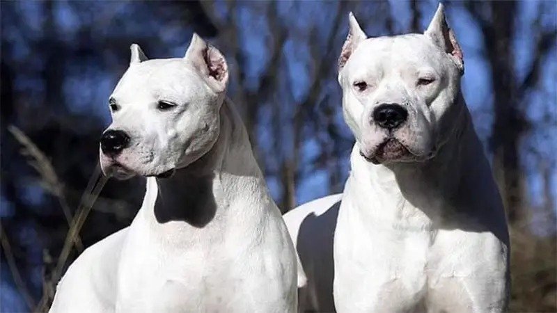 Fallo histórico: sus perros mataron y él ahora va a la cárcel