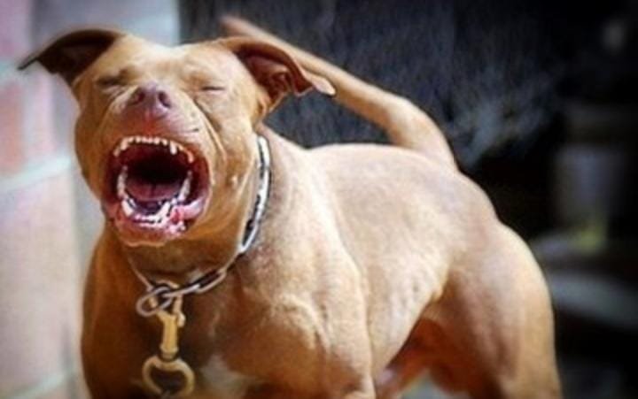 En Moreno, un perro mató a un nene de 4 años: qué dice la ley y por qué la dueña puede ir presa