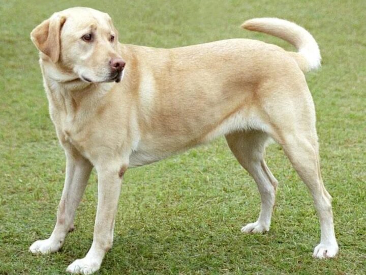 Fallo inédito: un perro deberá recibir cuota alimentaria tras la separación de sus dueños