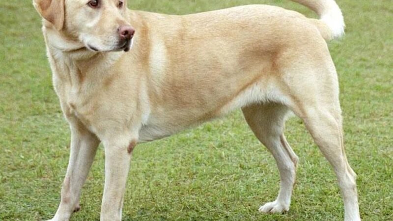 Fallo inédito: un perro deberá recibir cuota alimentaria tras la separación de sus dueños