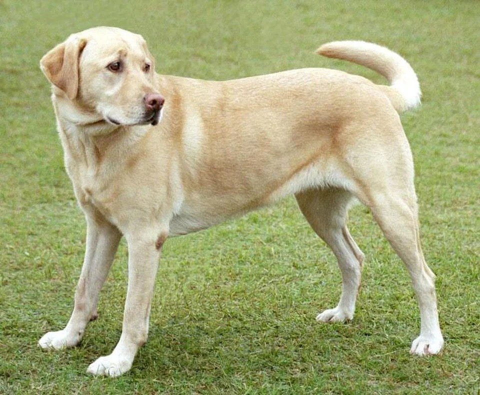 Fallo inédito: un perro deberá recibir cuota alimentaria tras la separación de sus dueños